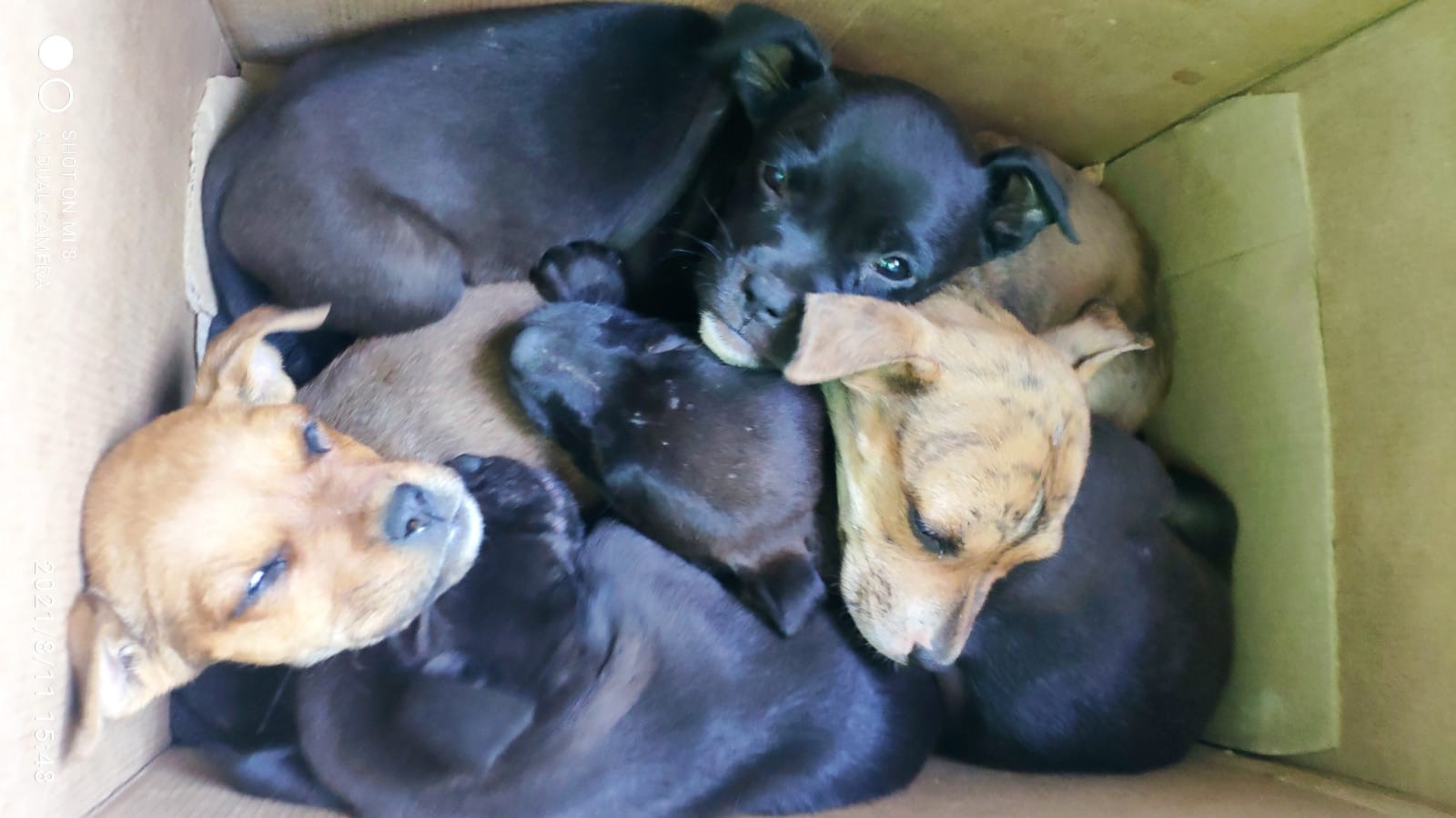  Coletor da Codeca acha ninhada às margens da Rota do Sol