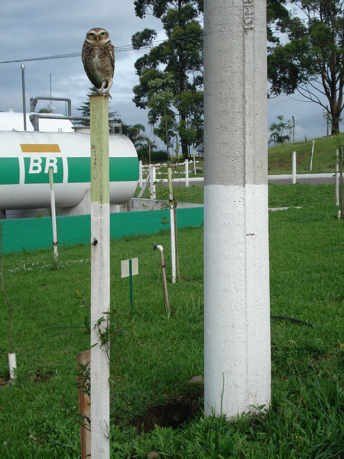  Família de corujas faz ninho no pátio da CODECA