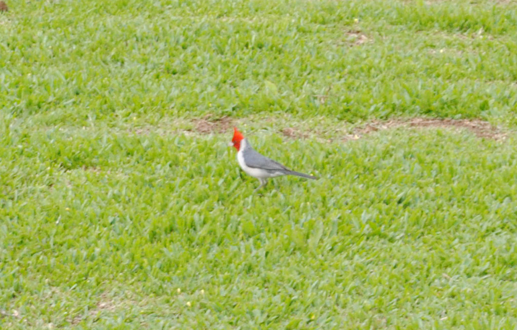  Família de cardeais faz morada no pátio
