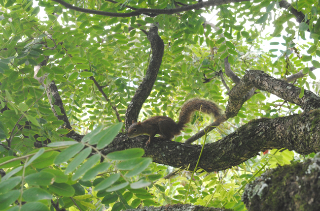  ESQUILO ATRAI OLHARES NO PÁTIO DA CODECA