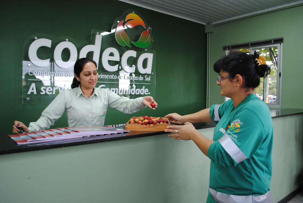  Codeca colhe araçás